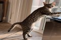 How fast does Savannah cat grow? – Janet-Panic.com