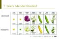 What are the 7 traits Mendel studied on pea plants? – Janet-Panic.com